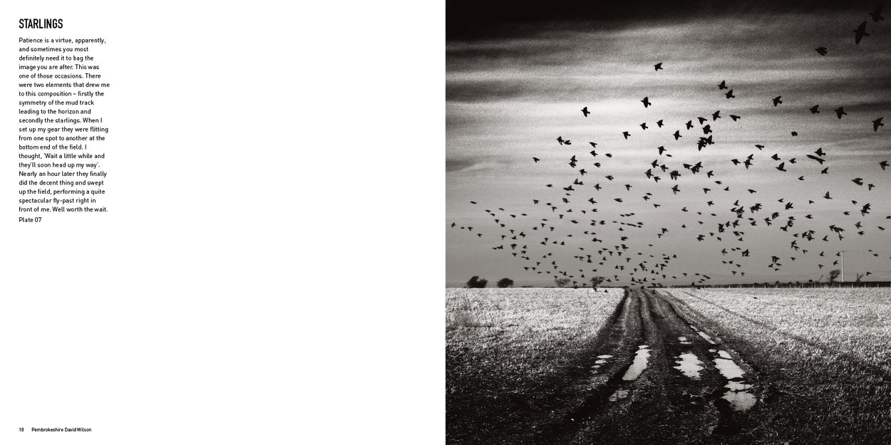Photograph of Starlings - Pembrokeshire by David Wilson - black and white landscape photography wales